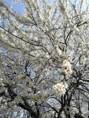 blooming blossoming trees in a park in spring