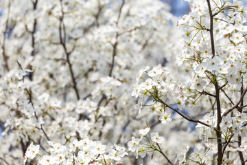Pear flowers in the park in spring