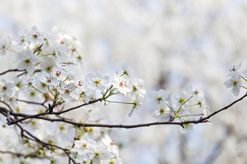 Pear flowers in the park in spring