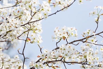 Pear flowers in the park in spring