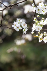 Pear flowers in the park in spring