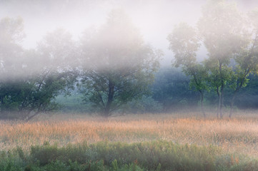 Obraz na płótnie Canvas Landscape of a summer meadow with golden grasses and trees in fog, Michigan, USA