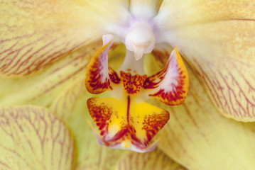 orchid