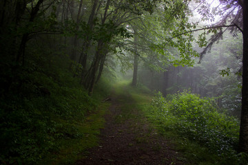 Fototapeta premium foggy Forrest path Smokey mountains 