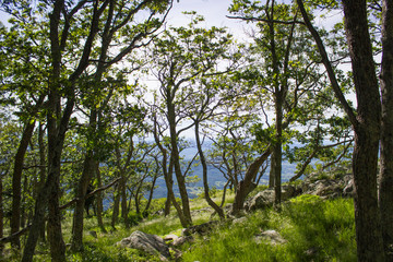 Trees above cliff in Shenandoah valley