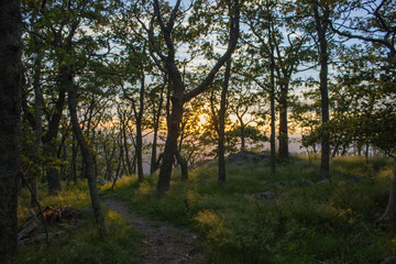 sunset through trees at Shenandoah valley