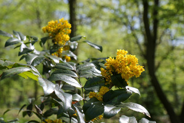 Yellow blooming Mahonia aquifolium, the Oregon grape, on a sunny spring day in a park in Berlin. It's an evergreen shrub, in the family Berberidaceae