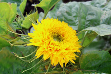 yellow flower in the garden