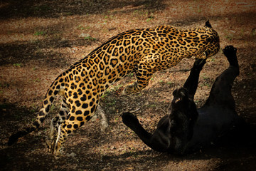 jaguars playing © Xavier Rodríguez