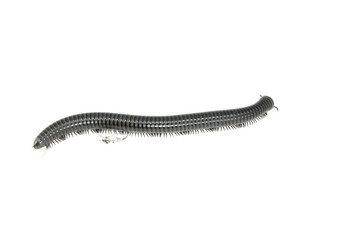 animal millipede on white background