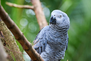 Grey parrot (Psittacus erithacus) Congo African grey parrot