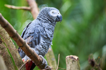 Grey parrot (Psittacus erithacus) Congo African grey parrot