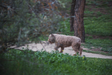 Perro de agua caminando a lo lejos por un paseo de tierra en la montaña en la Casa de Campo de Madrid.