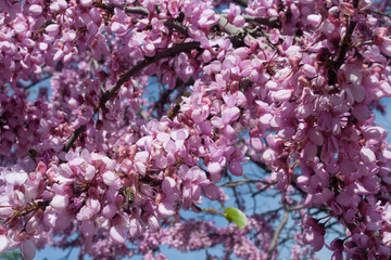 Blooming tree. A tree blooms with pink flowers
