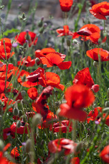 Red poppies on a green background