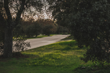 Carretera con árboles y plantas verdes en la Casa de Campo de Madrid.