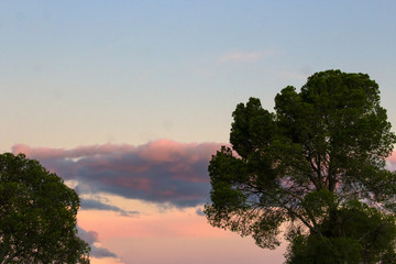 cloud between trees
