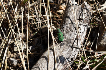 Feld-Sandlaufkäfer (Cicindela campestris) auf altem Ast im Frühling