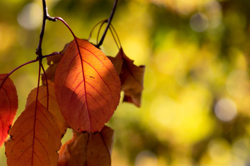 Red Leaves with Yellow Background