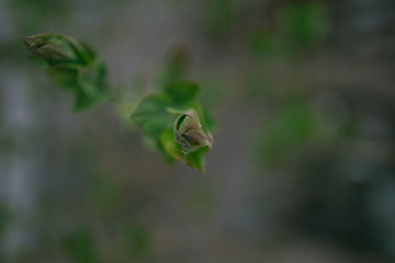 Plant or flower in early spring