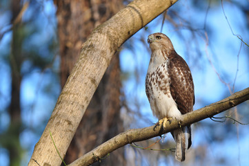 Juvenile red tail hawk perched on branch