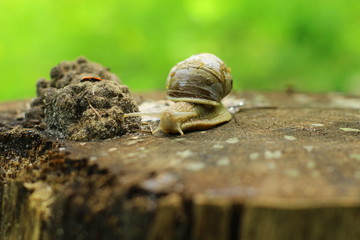 snail