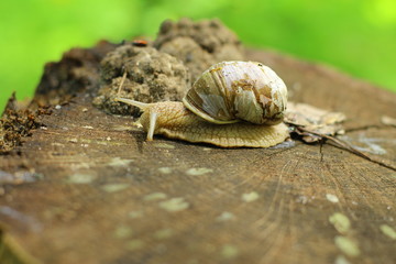 snail