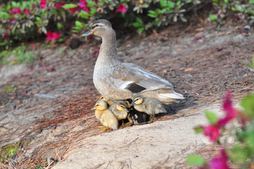 Female mallard duck with baby ducks