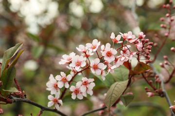 Blooming gardens in spring, blooming spring tree