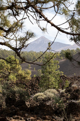 teide y pinos