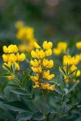 Yellow Banner Flowers