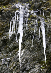 Fototapeta na wymiar A background with icicles in the mountains from Hehuanshan National Forest Recreation Area, Nantou County, Taiwan, Close Up.