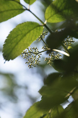 Holunderknospen
