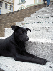Black stray dog on stairs in a town called Apia, Risaralda, Colombia - Perro negro en las escaleras de la iglesia de Apia, Risaralda, Colombia