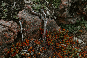 moss on the rock