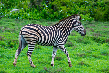 Fototapeta na wymiar zebra in schotia private game reserve near addo national park, south africa