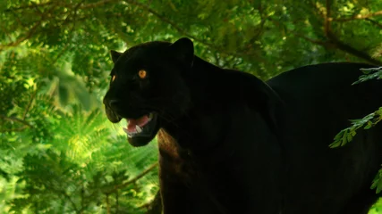 Tischdecke schwarzer Panther im Wald © Xavier Rodríguez