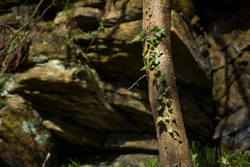 Tree with vine