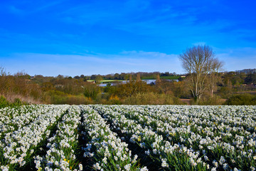 Image of a field of daffodils with agricultural fields in the background. Jersey CI. Selective Focus