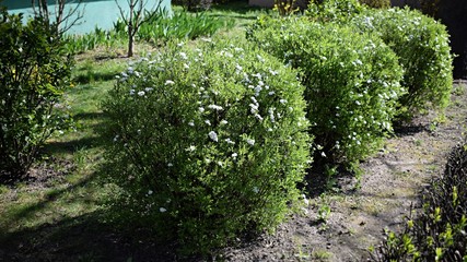 Shrub with white flower in a garden