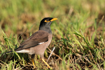 Closeup of common myna