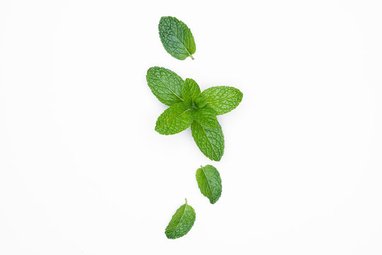 Fresh raw mint isolated on white background. For copy space.