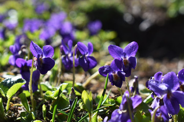 Veilchen, Viola odorata, als Hintergrund, Grußkarte für Muttertag