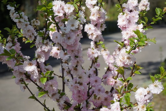 Rosa bl&uuml;hendes Mandelb&auml;umchen (Prunus triloba)