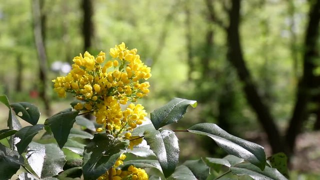 Yellow Blossom on a bush / shrub swinging in the wind. The Mahonia aquifolium, the Oregon grape, on a sunny spring day in a park in Berlin. It's an evergreen shrub, in the family Berberidaceae.