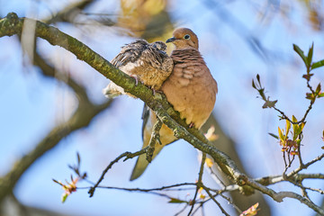 Mourning Dove on a branch