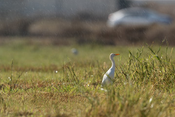 Cattle Egret on green grass and rain drops