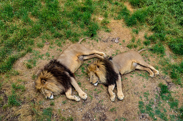 Two lions sleeping on dry grass on a sunny day