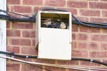 Sparrow and nest in a cabinet with electrical meter