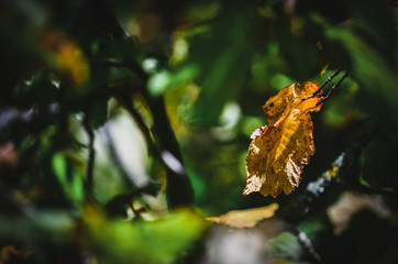 ein oranges Blatt zwischen vielen grünen